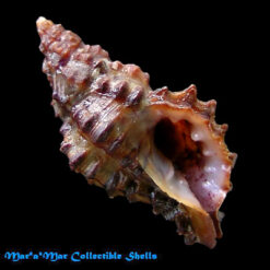 Muricopsis marcusi Vokes, 1994