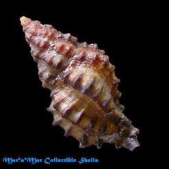 Alternative view of Muricopsis marcusi Vokes, 1994