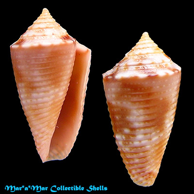 Conus sp.