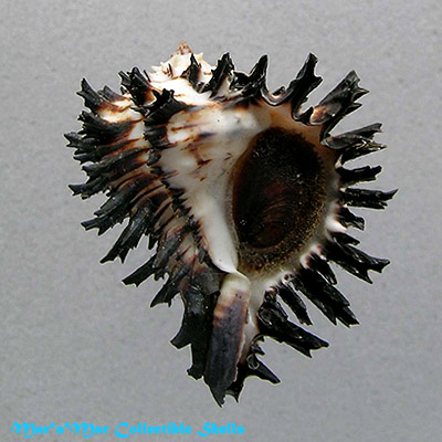 Hexaplex radix Gmelin,1791