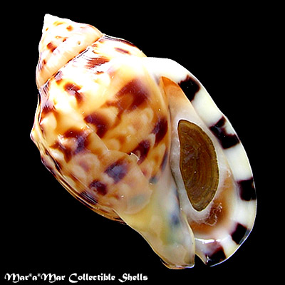 Phalium labiatum iheringe Carcelles, 1953