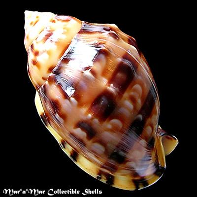 Phalium labiatum iheringe Carcelles, 1953 - Imagem 2