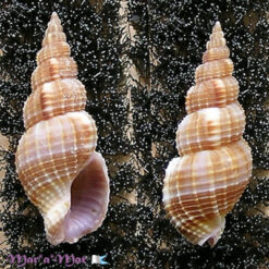 Phos roseatus (Hinds, 1844)