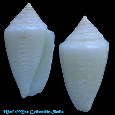 Conus bodarti Coltro, 2004