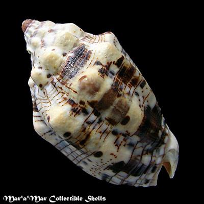 Voluta musica Linnaeus, 1758 - Imagem 2