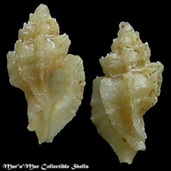 Dermomurex abyssicola (Crosse, H., 1865)