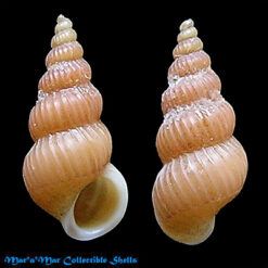 Epitonium purpuratum Dall, 1917