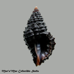 Muricopsis withrowi Vokes & Houart, 1986