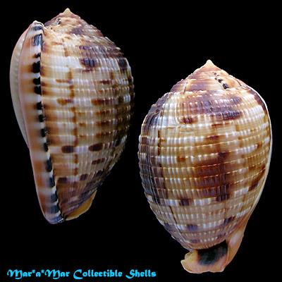 Cypraeacassis testiculus (Linnaeus, 1758) - Imagem 2