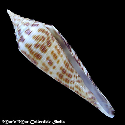 Conus edpetuchi (Monnier, Limpalaer, Roux & Berschauer, 2015)