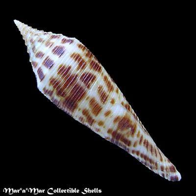 Conus edpetuchi (Monnier, Limpalaer, Roux & Berschauer, 2015) - Imagem 2