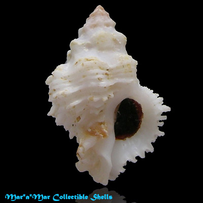 Babelomurex mansfieldi (McGinty, 1940)