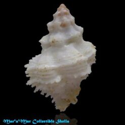 Alternative view of Babelomurex mansfieldi (McGinty, 1940)