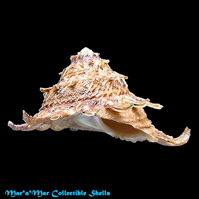 Astraea latispina (Philippi, 1844)