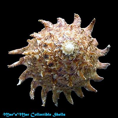 Astraea latispina (Philippi, 1844) - Image 2