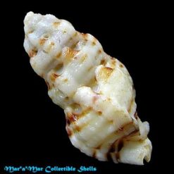 Alternative view of Aspella obeliscus (A.Adams, 1853)