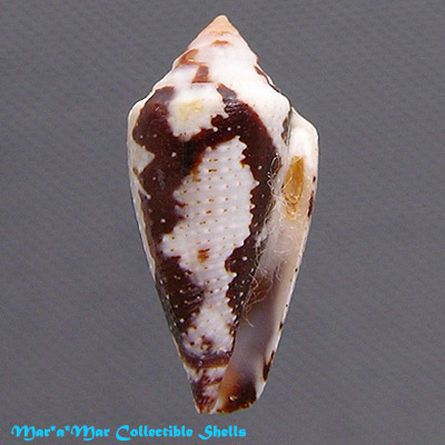 Tenorioconus curassaviensis Hwass, 1792