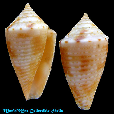 Conus sp.