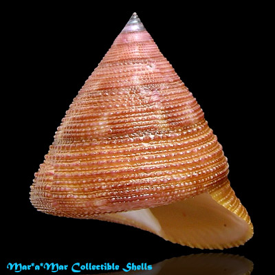 Calliostoma vinosum Quinn, 1992