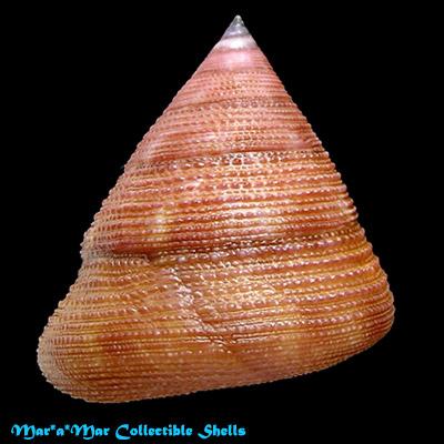 Calliostoma vinosum Quinn, 1992 - Imagem 2