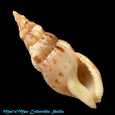 Colubraria obscura (Reeve, 1844)