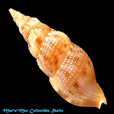 Colubraria obscura (Reeve, 1844) - Imagem 2
