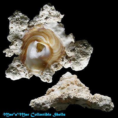 Xenophora conchyliophora (Born, 1780) - Imagem 2