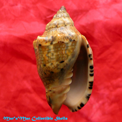 Voluta musica Linnaeus, 1758