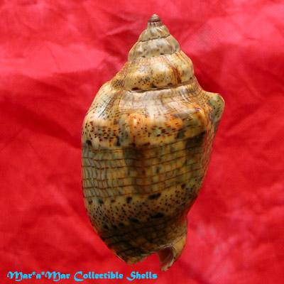 Voluta musica Linnaeus, 1758 - Imagem 2