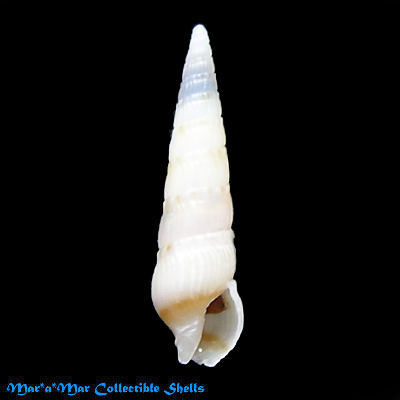 Terebra riosi Bratcher & Cernohorsky, 1985