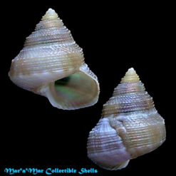 Calliostoma sp.