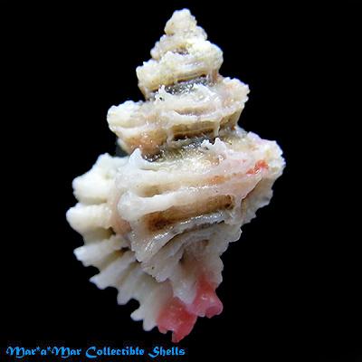 Favartia cyclostoma (Sowerby, 1841) - Imagem 2