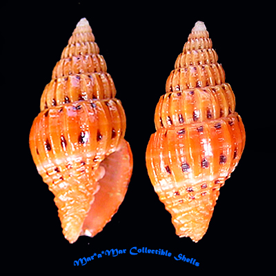 Vexillum pulchellum (Reeve, 1844)*