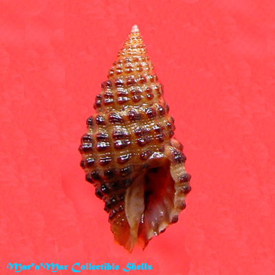 Trachypollia turricula (Von Maltzan, 1884)