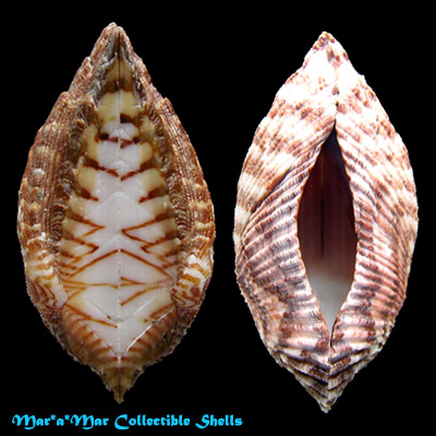 Arca pacifica (Sowerby, 1833)
