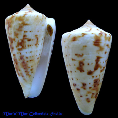Conus cf. carcellesi Martins, 1945
