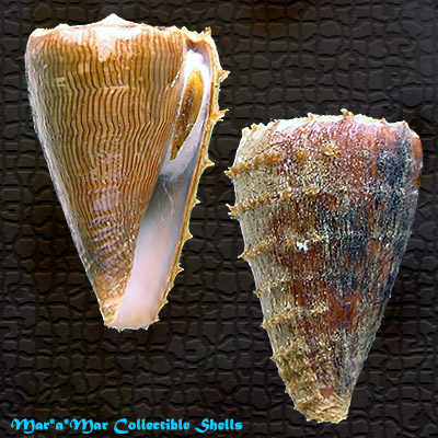 Conus princeps lineolatus Valenciennes, 1832