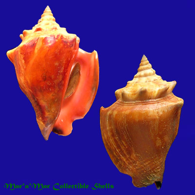 Strombus pugilis worki Linnaeus, 1758