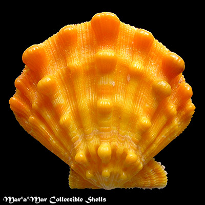 Nodipecten nodosus (Linnaeus, 1758)