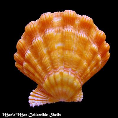 Nodipecten nodosus (Linnaeus, 1758) - Image 2