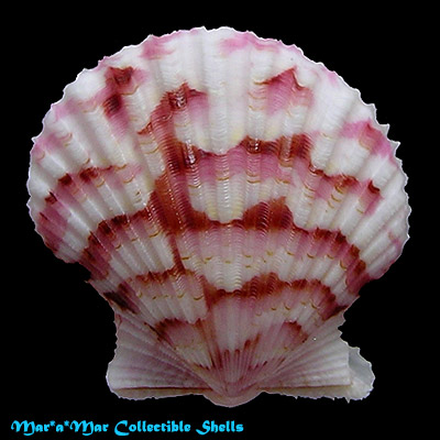 Argopecten noronhensis (E. A. Smith, 1885)*