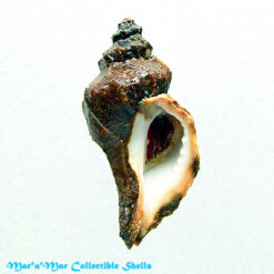 Vitularia salebrosa (king & Broderip, 1832)