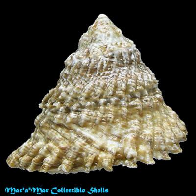 Lithopoma tectum tectum (Lightfoot, J. in Solander, 1786) - Imagem 2