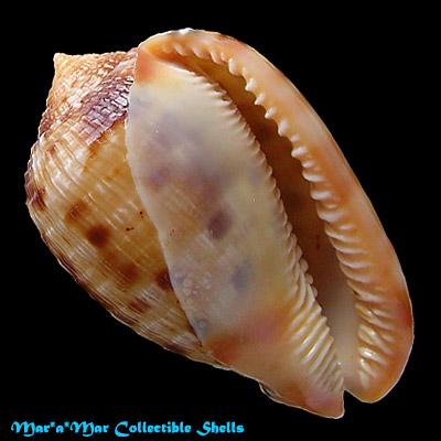 Cypraeacassis testiculus (Linnaeus, 1758)