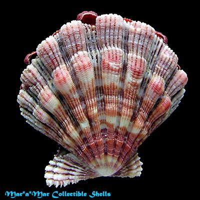 Nodipecten nodosus (Linnaeus, 1758) - Image 2