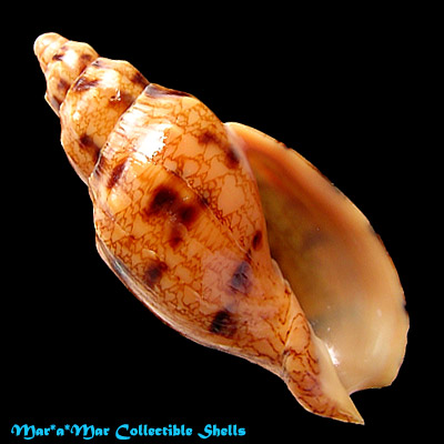 Odontocymbiola americana (Reeve, 1846)