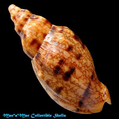 Odontocymbiola americana (Reeve, 1846) - Imagem 2