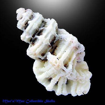 Favartia alveata (Kiener, 1842 ) - Imagem 2