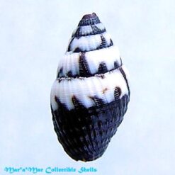 Alternative view of Vexillum puella Reeve, 1845