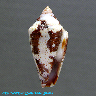 Tenorioconus curassaviensis Hwass, 1792